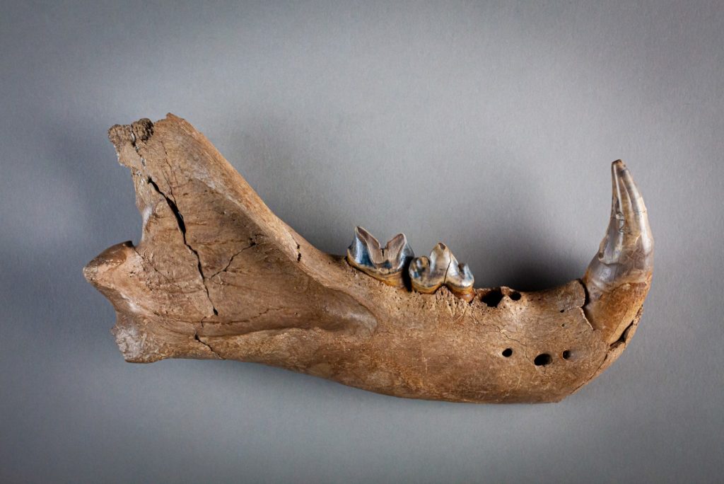 Lion Jaw - Discover Bucks